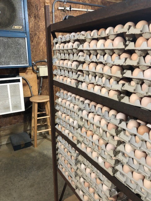 Hatching eggs stored in a cool room at 65 degrees Fahrenheit on a small farm