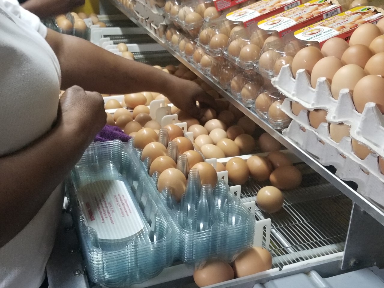 Producers packaging freshly washed and dried table eggs into cartons