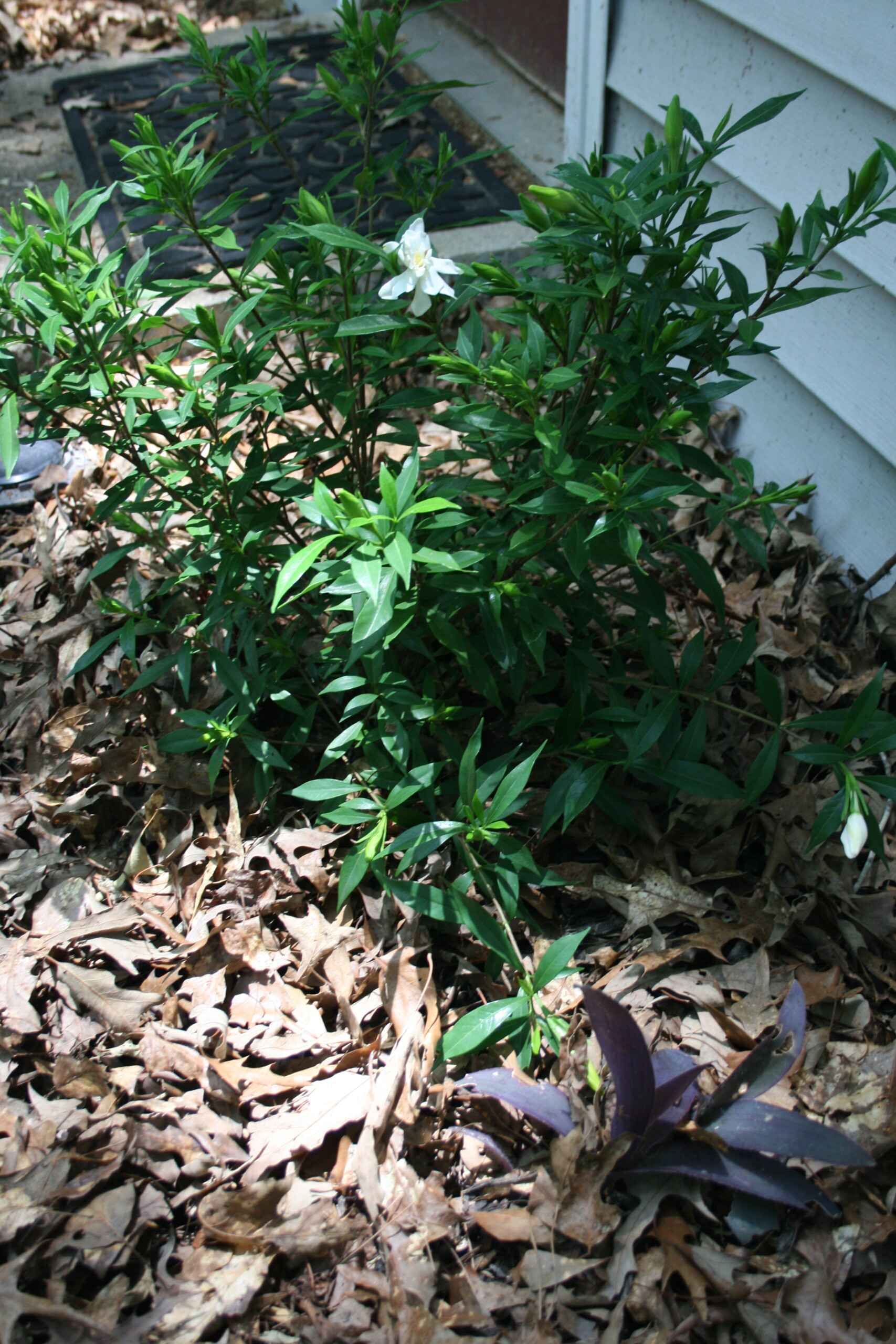 Gallery image 1 of 2