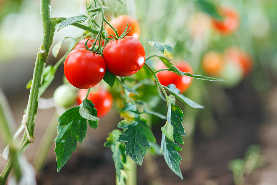 ripe red tomatoes on the vine