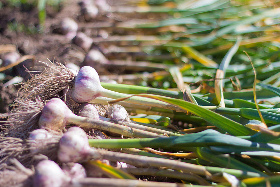 harvested bulbs of purple garlic with greens lay on their sides in a field