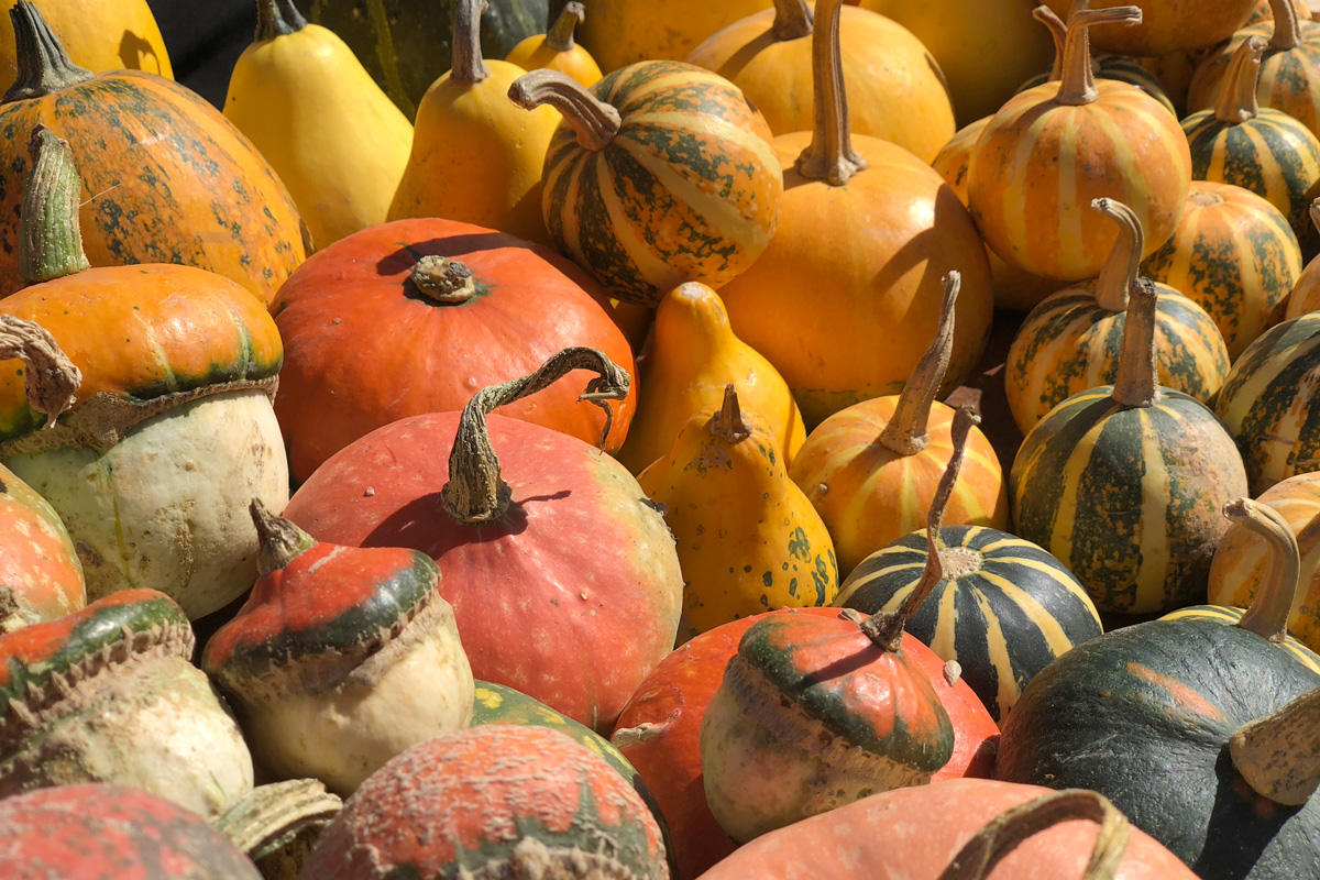 a large amount of squash laid out at a market