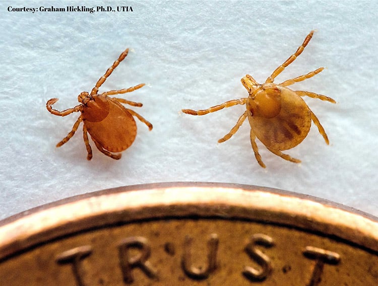Asian longhorned tick and Lonestar tick