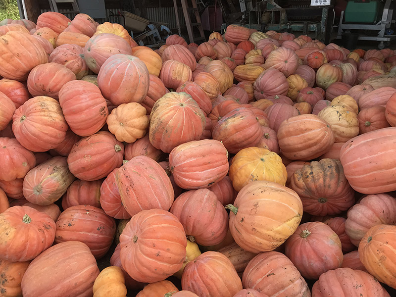 The Orange Bulldog variety pumpkin has been developed by UGA plant breeders to thrive in Georgia's climate.
