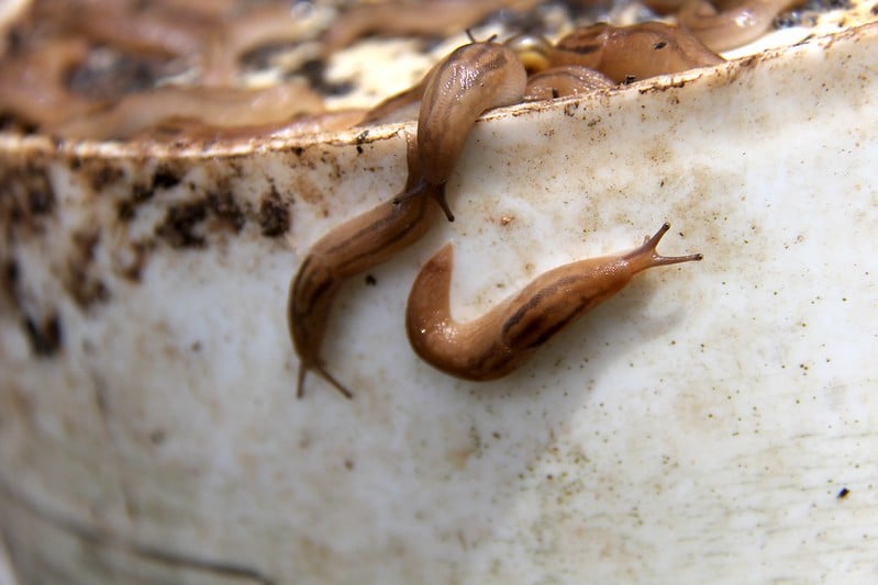 Slugs