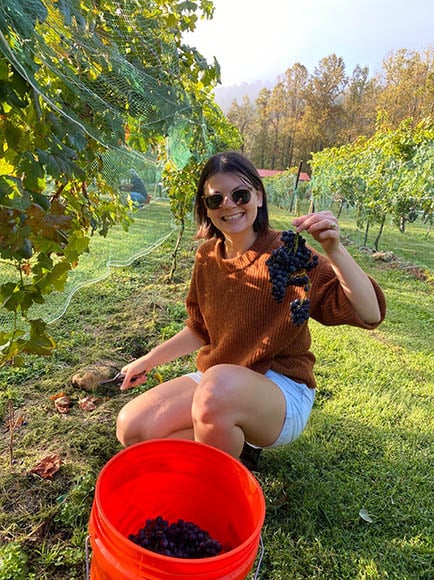UGArden Club members Volunteers had the opportunity to harvest the vineyard’s grape variety, European Vinifera.