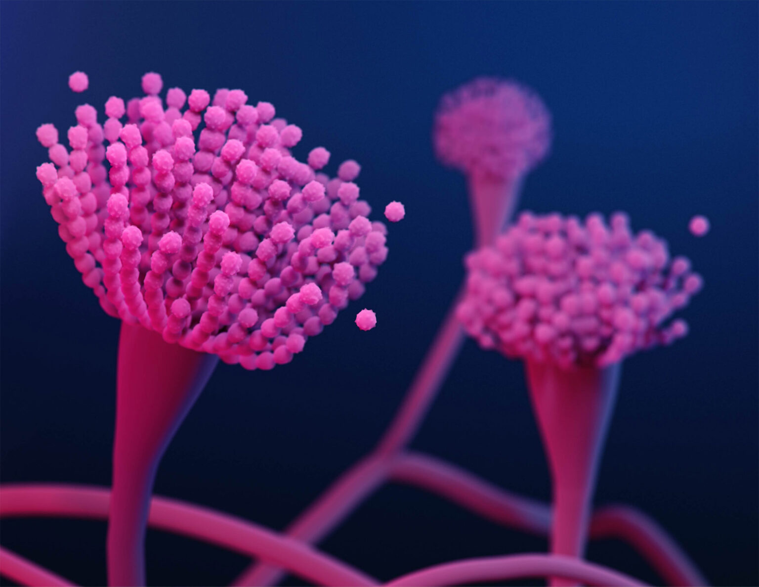 Aspergillus fumigatus 1536x1187