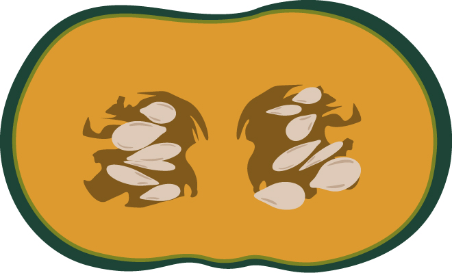 squash fruit cut in half illustration