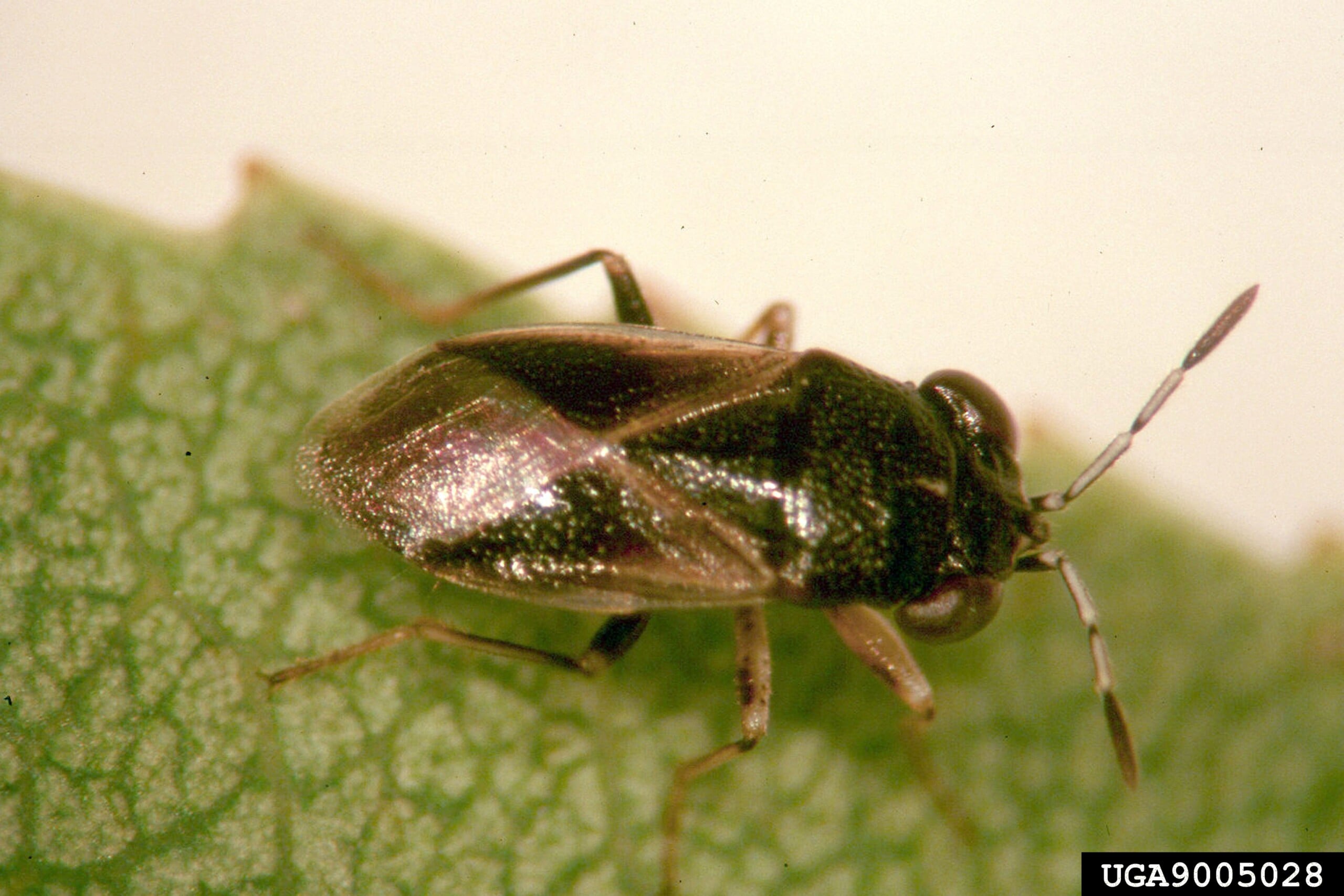 cinch bug