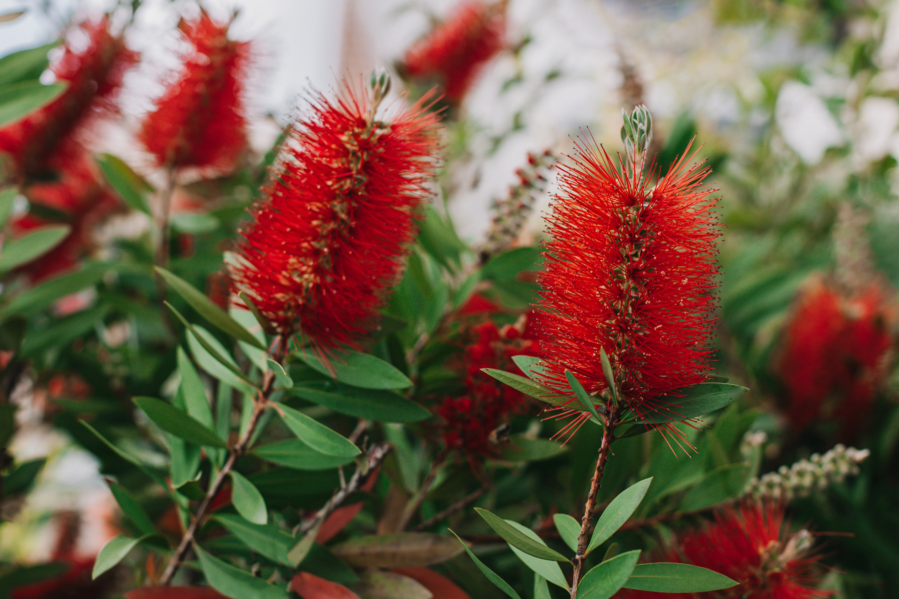 bright red flowers on a bottlebrush plant