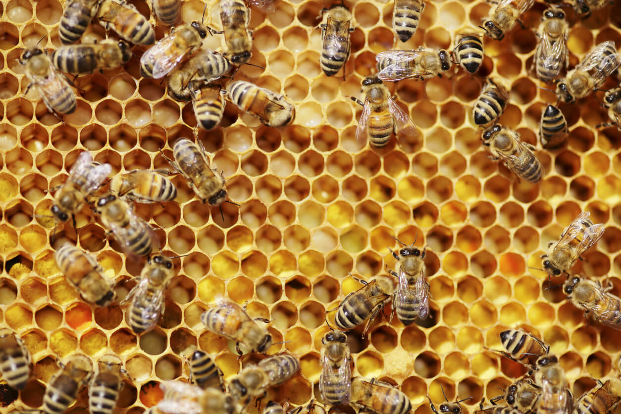 Honeybees