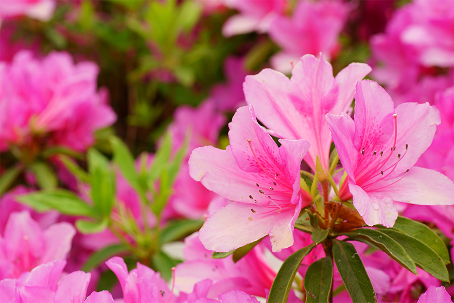 pink azalea blooms up close