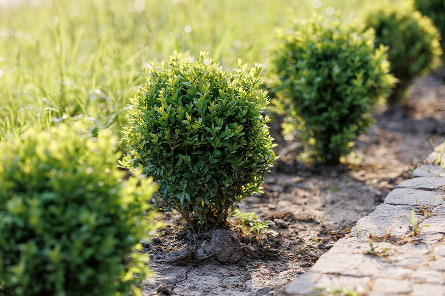 a row of small shrubs makes a border along a sidewalk