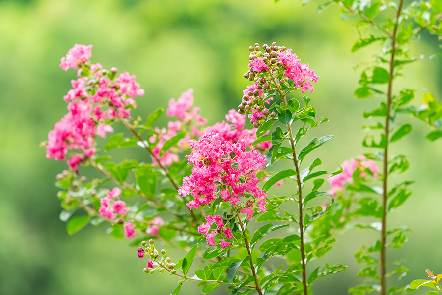 pink crape myrtle flowers