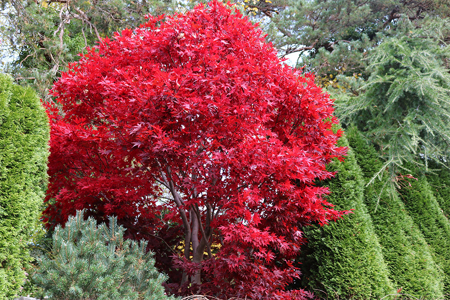 A tree with bright red leaves stands out among green plants