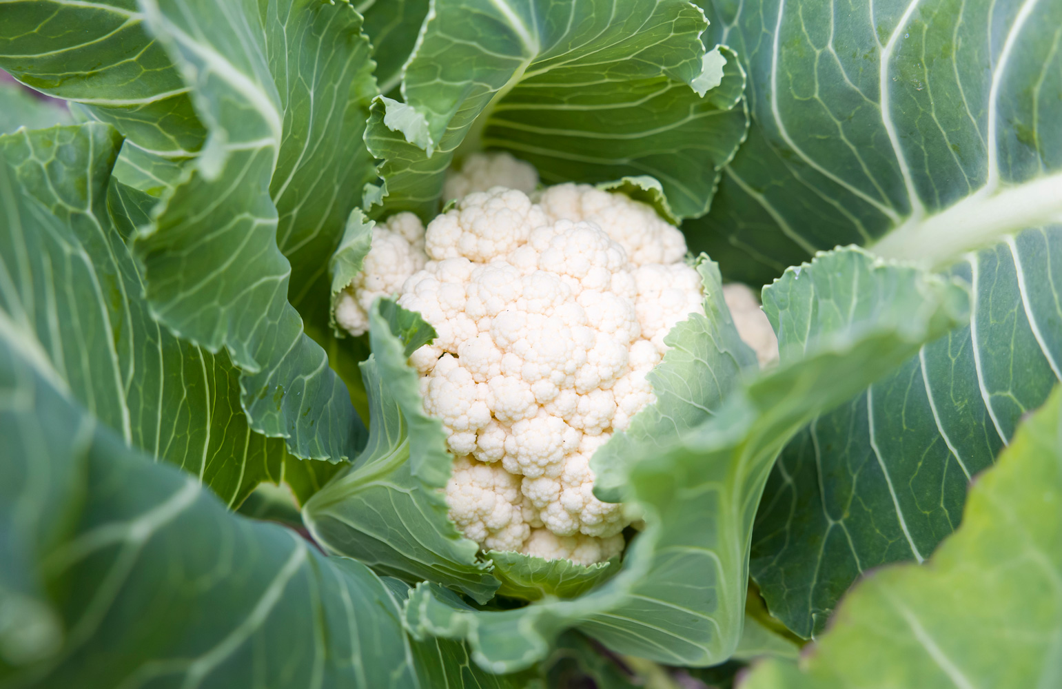 Cauliflower growing in a garden