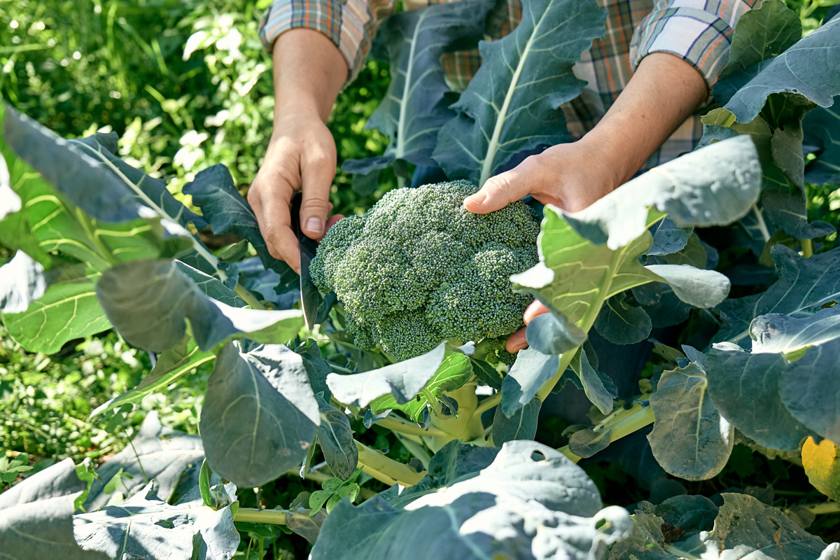 a person harvests broccoli from a garden