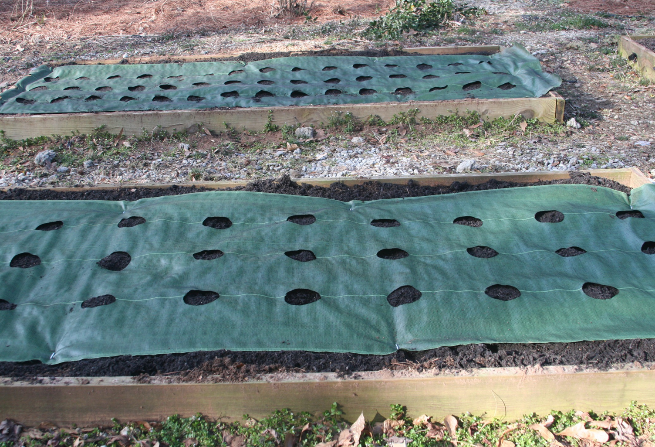 weed blocking fabric has holes punched out for planting slots in raised beds