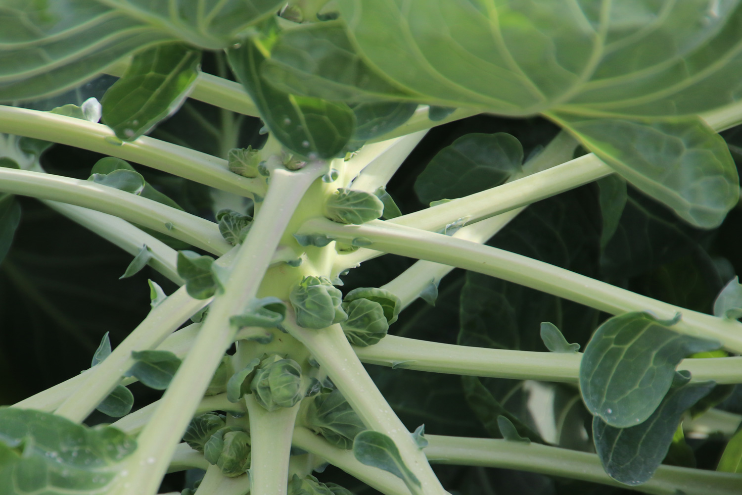 young Brussels sprouts on the plant