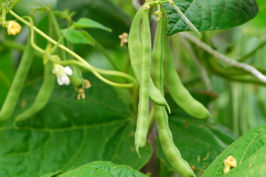 Green beans growing in the garden