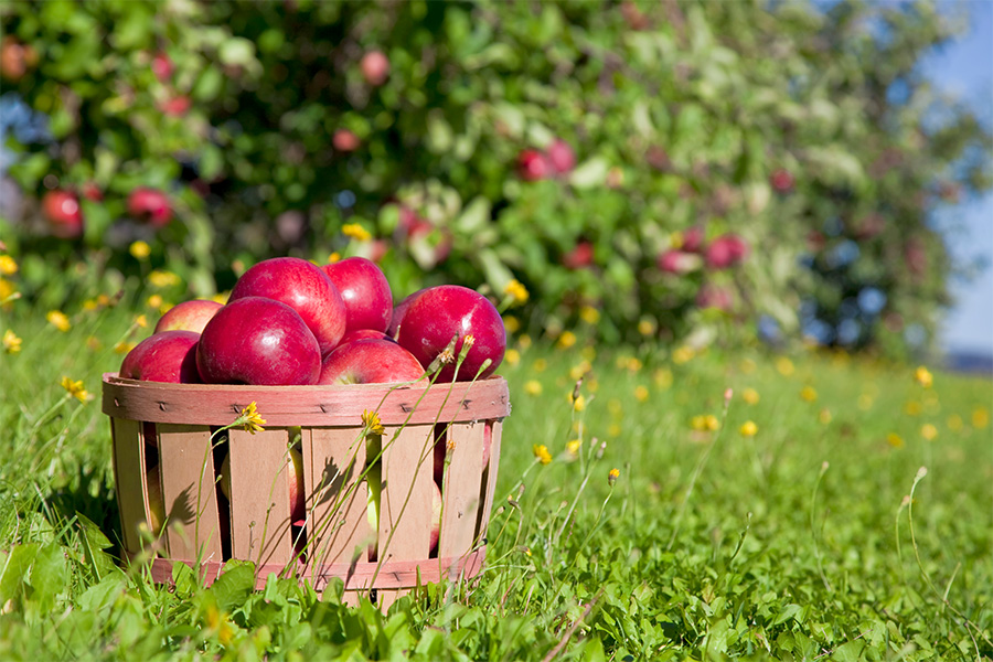 Red apples sit in a basket in a field of grass