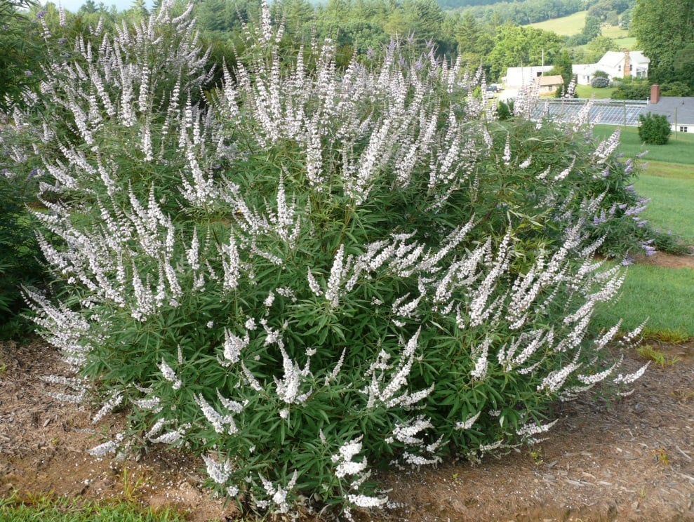 Long purple flowers on a bush