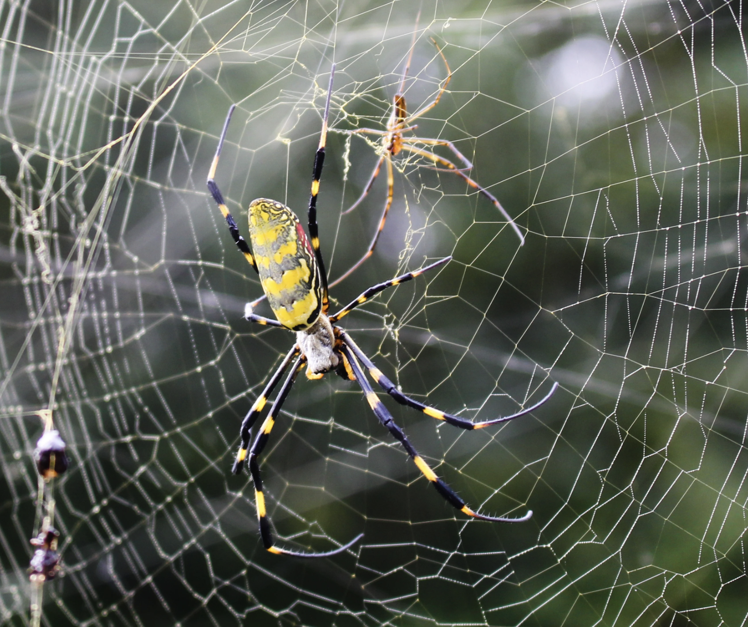 A female Joro (left) and a smaller male Joro (right) are resting in a web with trees in the background.