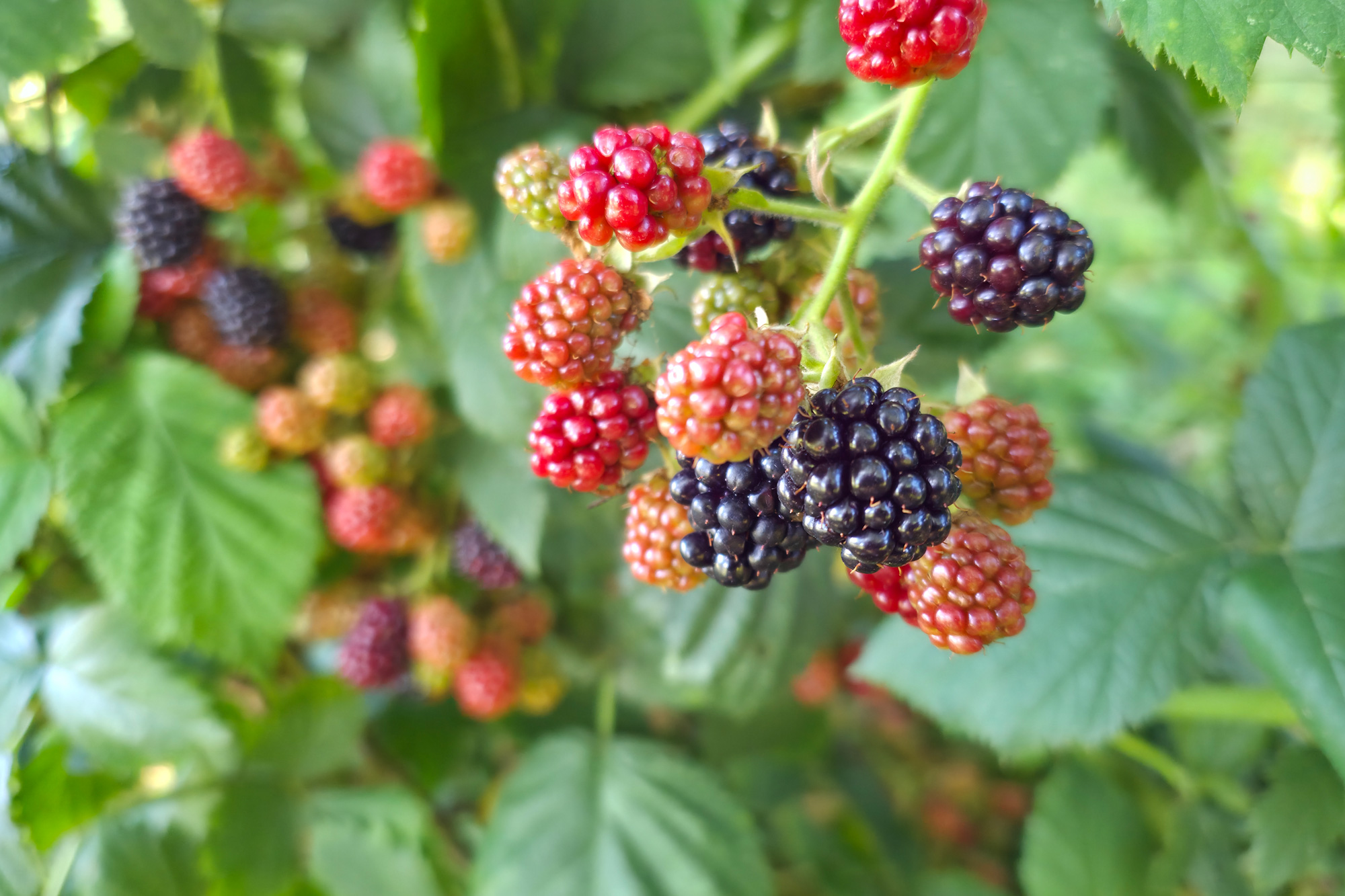 ripe and unripe blackberries are growing on a cane