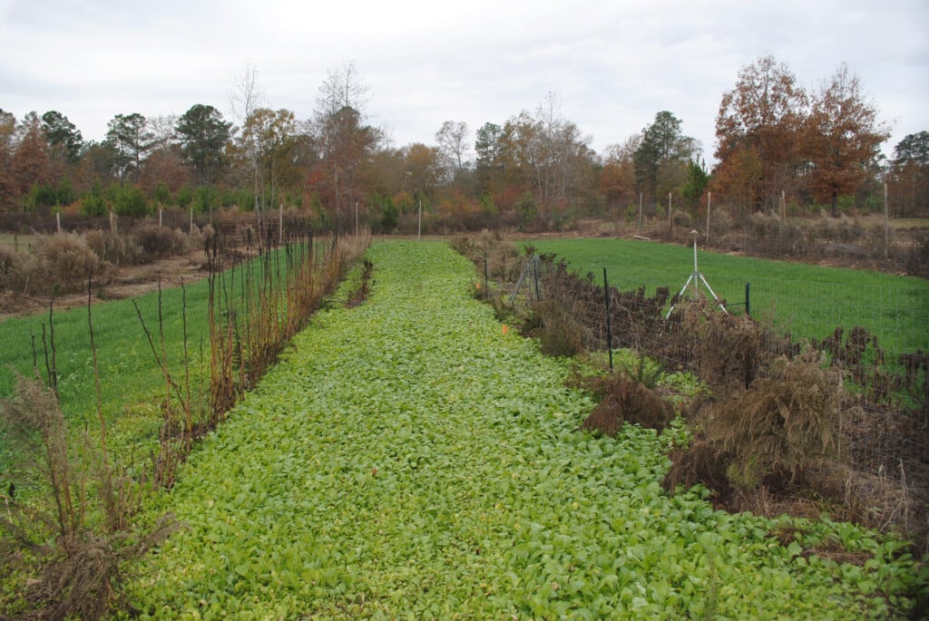 A cover crop growing in a home garden during the fall