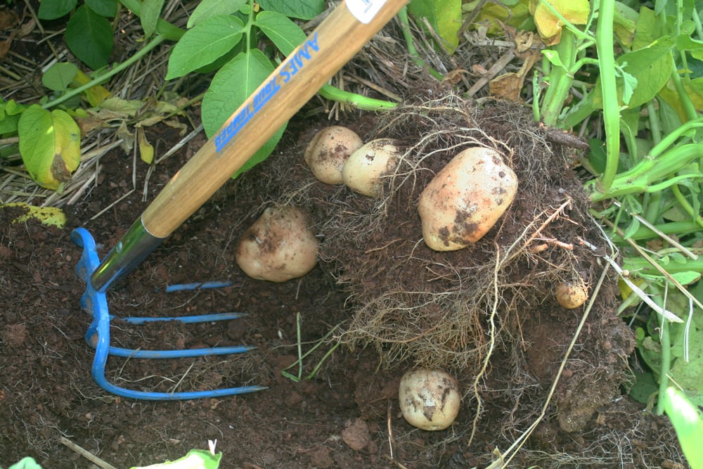 A blue rake or hoe is used to gently dig up a mound of potatoes