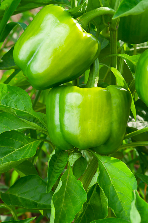 green bell peppers
