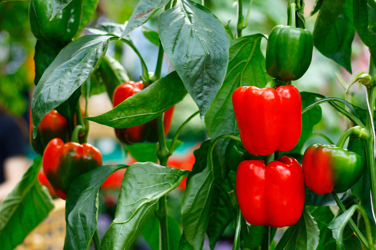 red and green bell peppers growing on plants