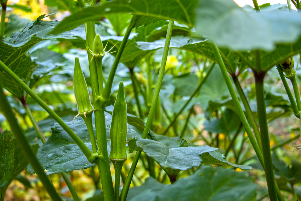 okra plant with several pods growing in a garden