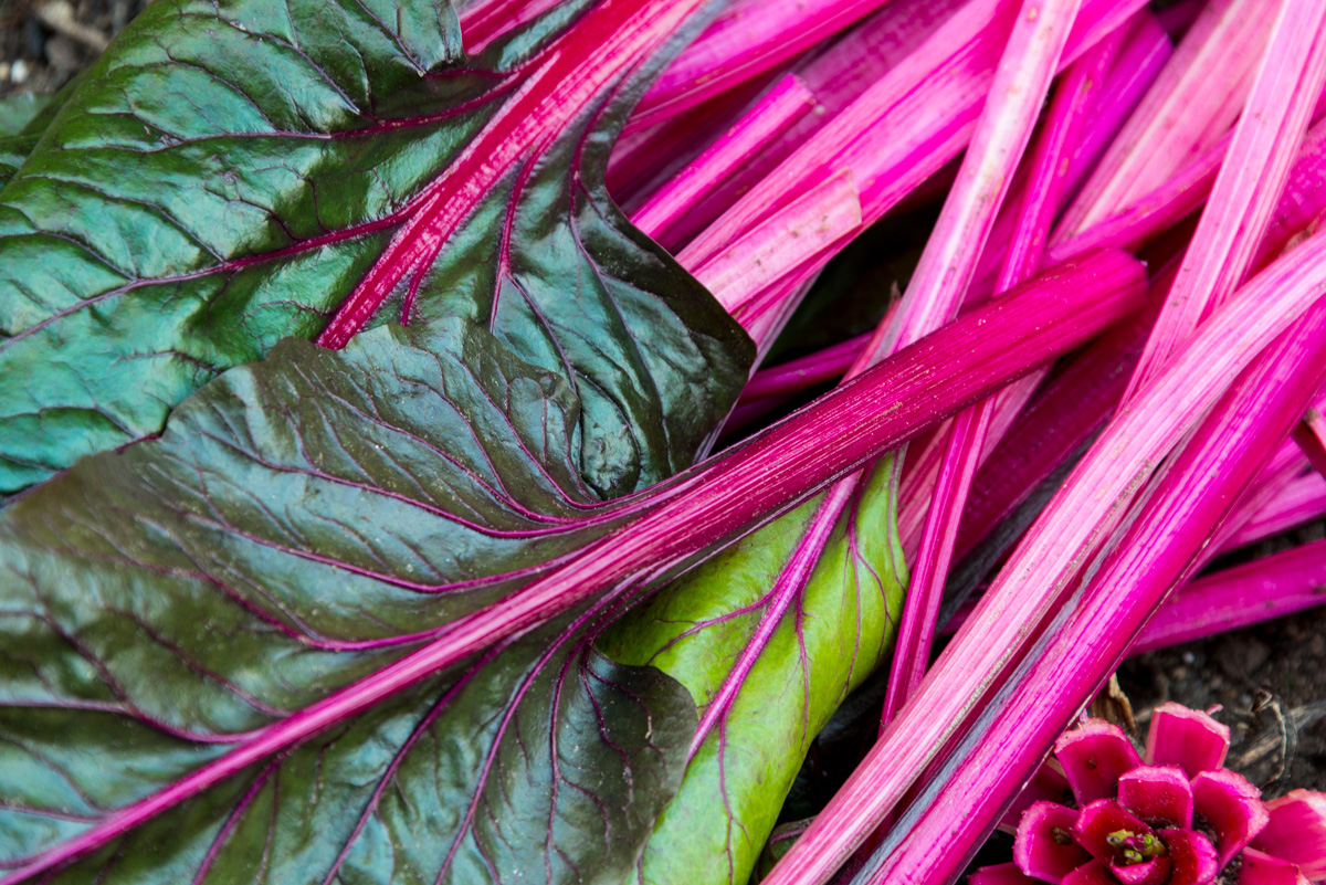 Swiss chard with bright pink stalks and deep green leaves