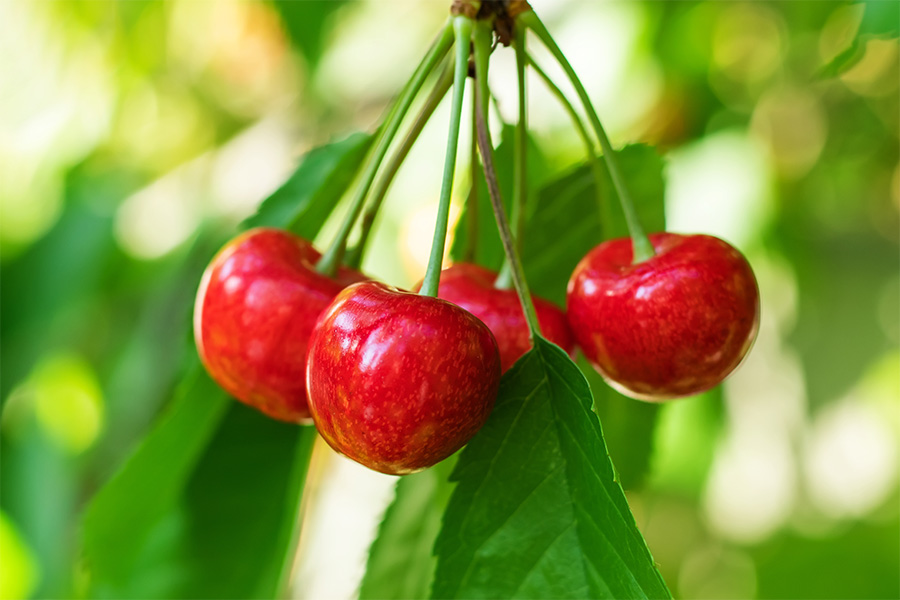 ripe cherries on a tree