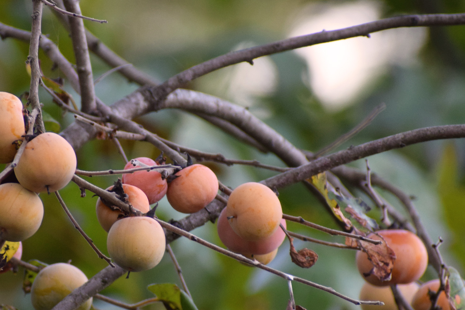 native US persimmons growing on a tree