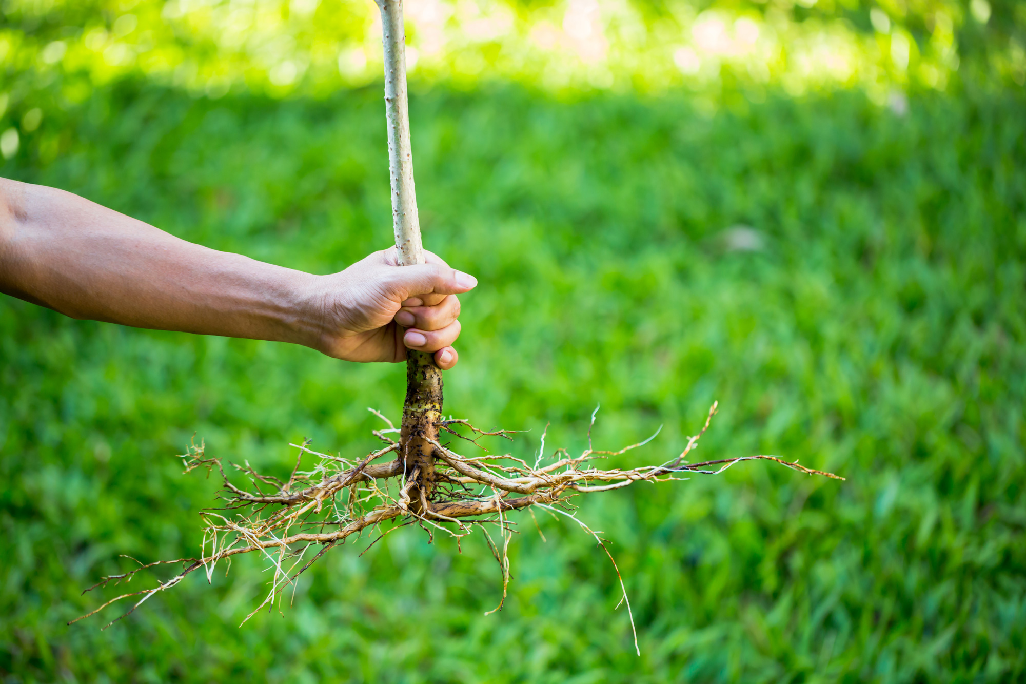a hand grasps a bare-root tree by the lower trunk to show the roots