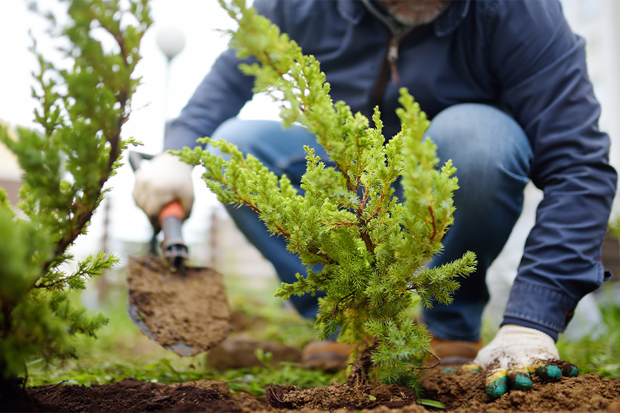 A person is crouched behind a small juniper planted in the ground