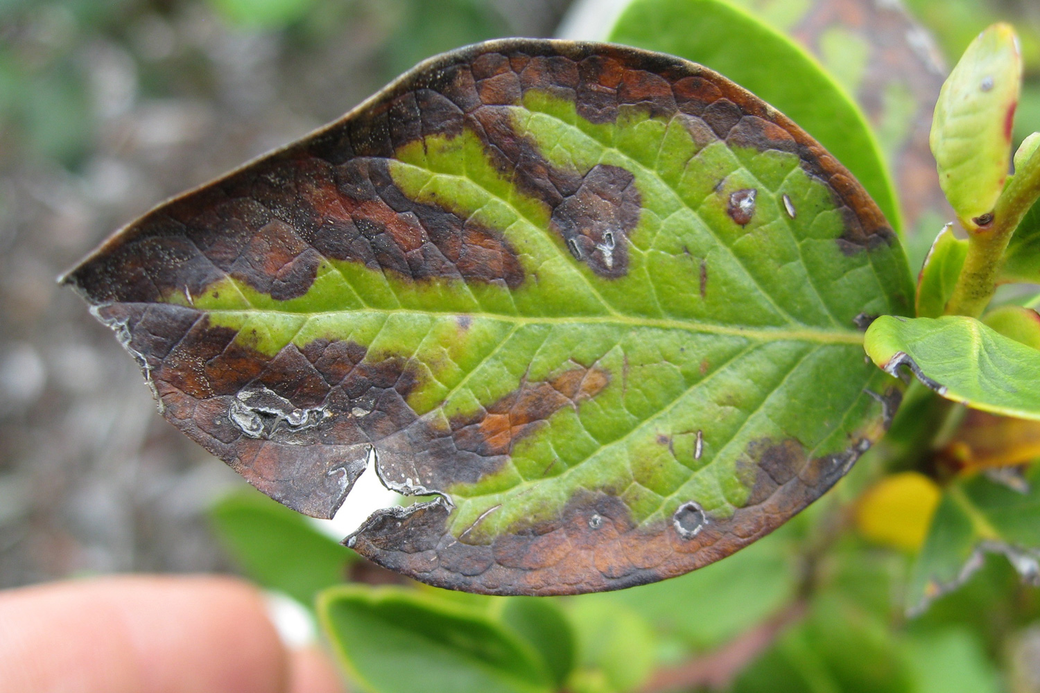 symptoms of bacterial leaf scorch in blueberry include browning of leaves from the tip and edges