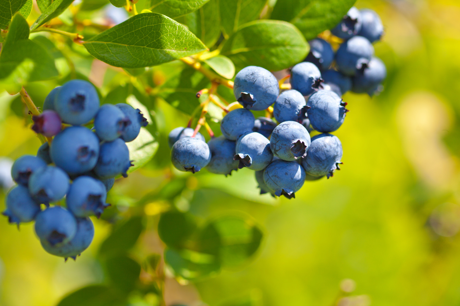 bright blue blueberries on a bush