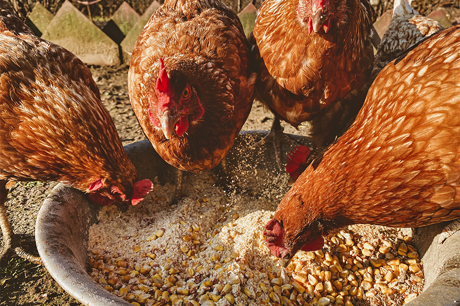 red chickens peck at food on the ground