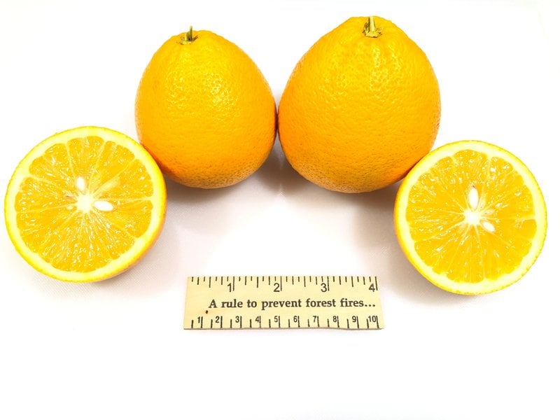 Ambersweet Orange on US-852 rootstock