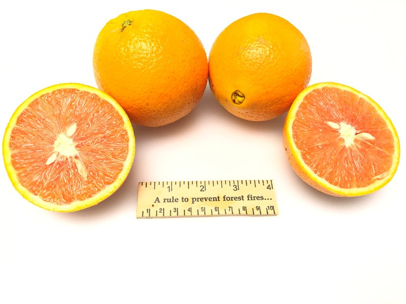 Cara Navel orange on US-897 rootstock