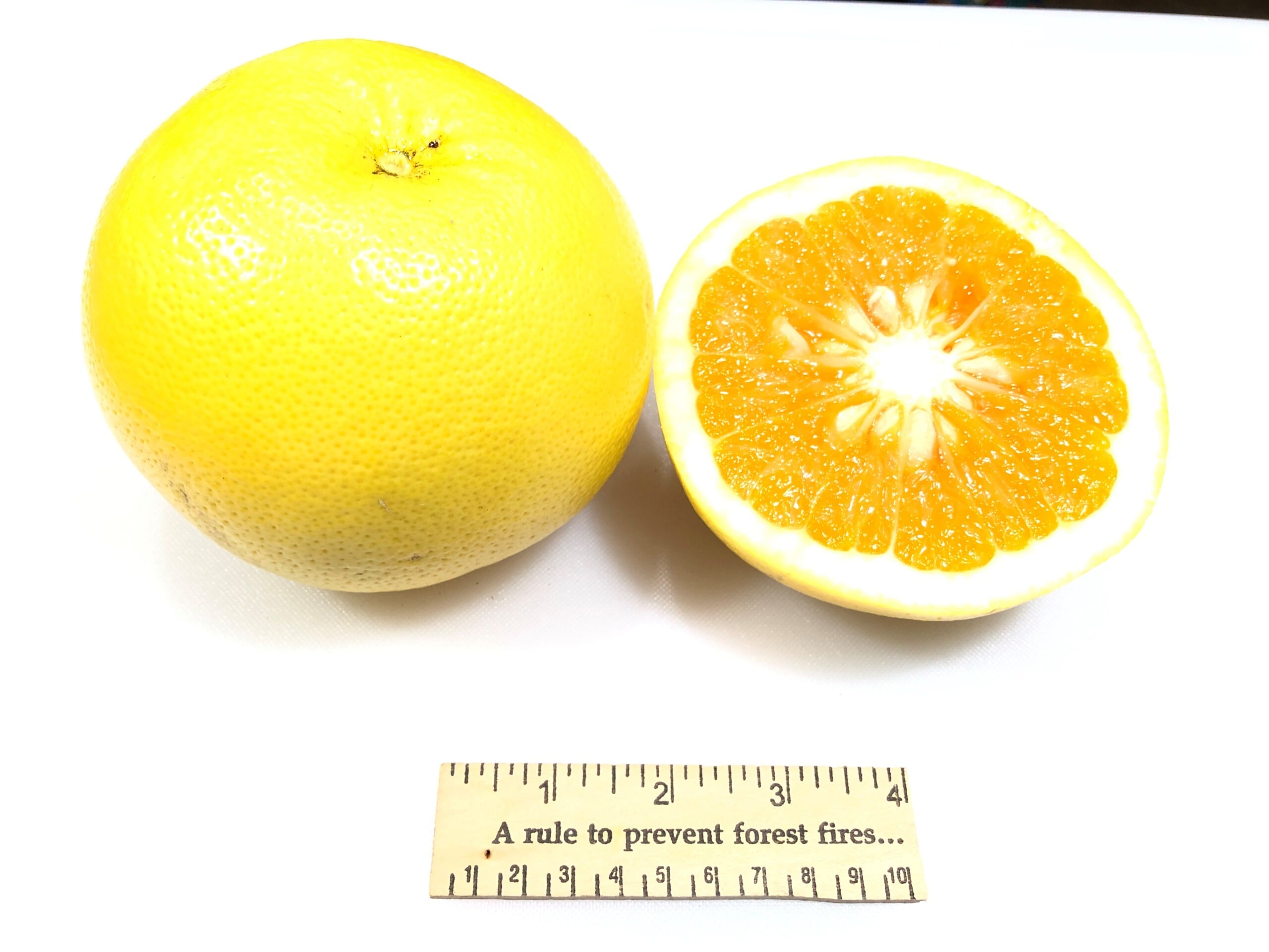 Golden Grapefruit on Flying Dragon rootstock