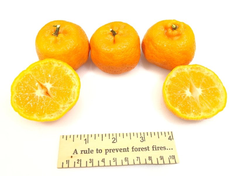 Kishu Mandarin on US-852 rootstock