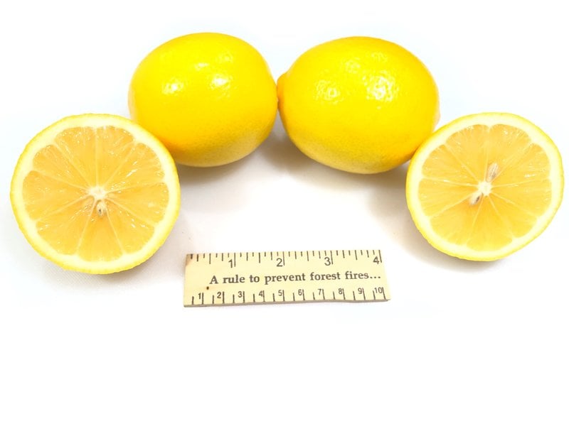 Meyer Lemon on own roots