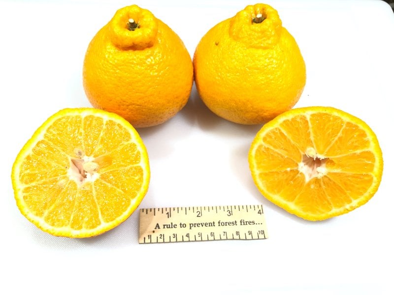 Shiranui Mandarin on Swingle rootstock