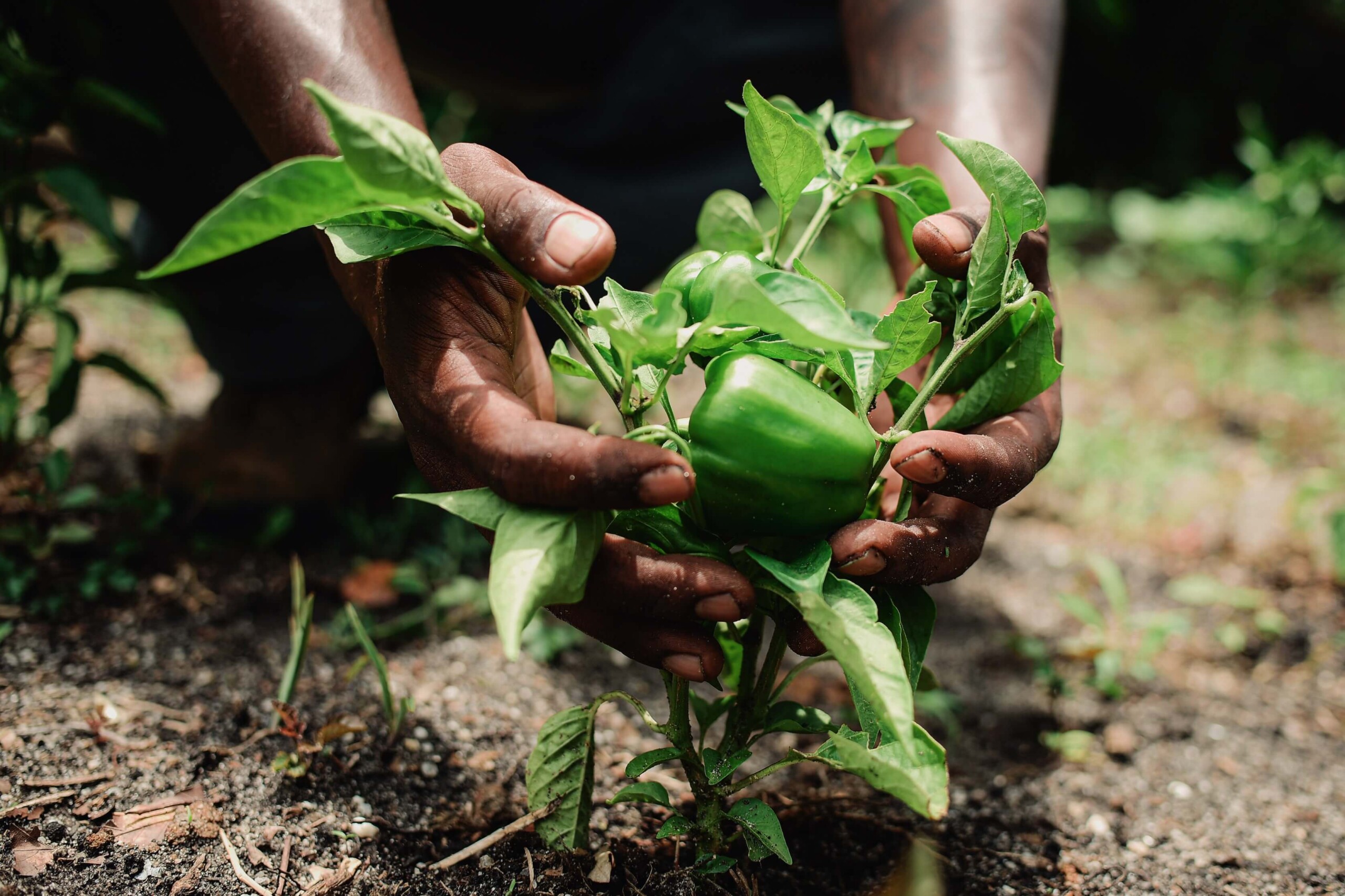 A close-up of hands in the garden