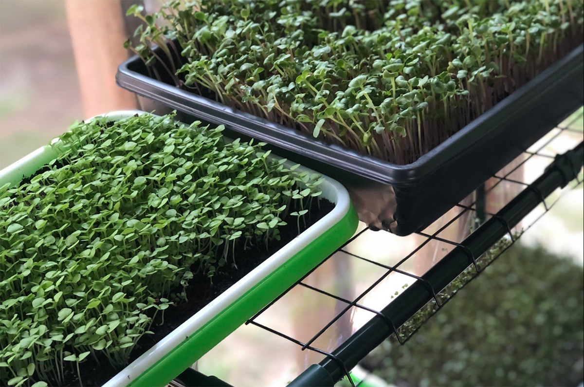 A close up of trays of microgreens.