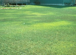 turfgrass